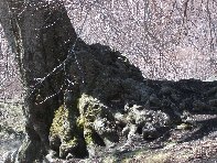 ggio della Rocca20100328 065